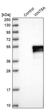 Anti-WNT8A antibody produced in rabbit Prestige Antibodies&#174; Powered by Atlas Antibodies, affinity isolated antibody, buffered aqueous glycerol solution