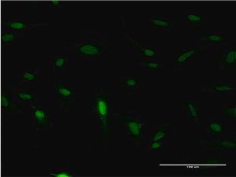 Monoclonal Anti-IPF1 antibody produced in mouse clone 4E12, purified immunoglobulin, buffered aqueous solution