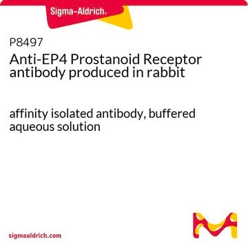 Anti-EP4 Prostanoid Receptor antibody produced in rabbit affinity isolated antibody, buffered aqueous solution