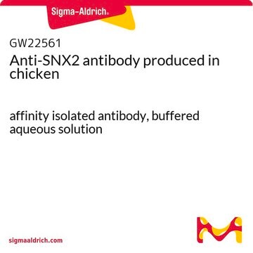 Anti-SNX2 antibody produced in chicken affinity isolated antibody, buffered aqueous solution