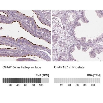 Anti-CFAP157 antibody produced in rabbit Prestige Antibodies&#174; Powered by Atlas Antibodies, affinity isolated antibody, buffered aqueous glycerol solution, Ab2