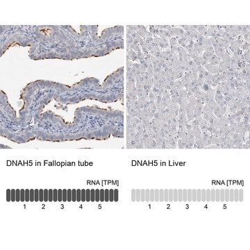 Anti-DNAH5 antibody produced in rabbit Prestige Antibodies&#174; Powered by Atlas Antibodies, affinity isolated antibody, buffered aqueous glycerol solution