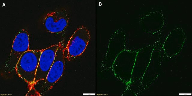 Anti-Integrin-&#946;1-Antikörper, Klon&nbsp;P4C10 culture supernatant, clone P4C10, Chemicon&#174;