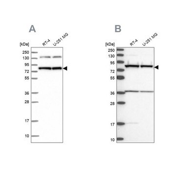 Anti-PTCD3 antibody produced in rabbit Prestige Antibodies&#174; Powered by Atlas Antibodies, affinity isolated antibody, buffered aqueous glycerol solution