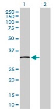 Anti-TCEA2 antibody produced in rabbit purified immunoglobulin, buffered aqueous solution