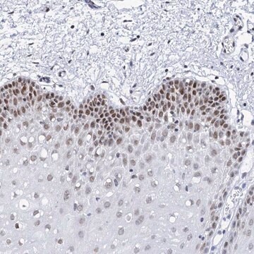 Anti-SPATS2 antibody produced in rabbit Prestige Antibodies&#174; Powered by Atlas Antibodies, affinity isolated antibody, buffered aqueous glycerol solution