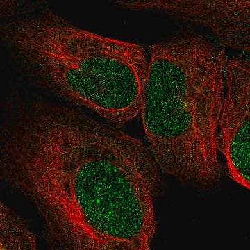 Anti-EXOSC2 antibody produced in rabbit Prestige Antibodies&#174; Powered by Atlas Antibodies, affinity isolated antibody