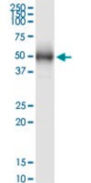 Monoclonal Anti-NUP43, (C-terminal) antibody produced in mouse clone 2G5, purified immunoglobulin, buffered aqueous solution