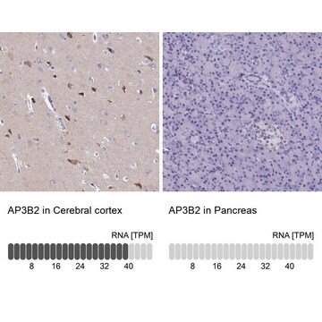 Anti-AP3B2 antibody produced in rabbit Prestige Antibodies&#174; Powered by Atlas Antibodies, affinity isolated antibody, buffered aqueous glycerol solution