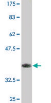 Monoclonal Anti-ZBTB25, (C-terminal) antibody produced in mouse clone 2B8, purified immunoglobulin, buffered aqueous solution