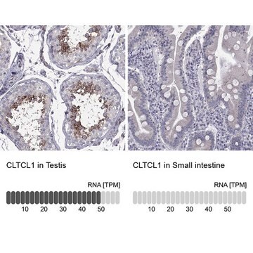 Anti-CLTCL1 antibody produced in rabbit Prestige Antibodies&#174; Powered by Atlas Antibodies, affinity isolated antibody, buffered aqueous glycerol solution