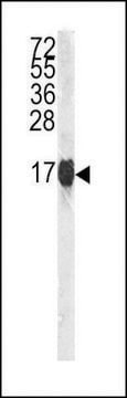 ANTI-HISTONE H3 (S10) antibody produced in rabbit affinity isolated antibody, buffered aqueous solution