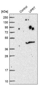 Anti-UPRT antibody produced in rabbit Prestige Antibodies&#174; Powered by Atlas Antibodies, affinity isolated antibody, buffered aqueous glycerol solution