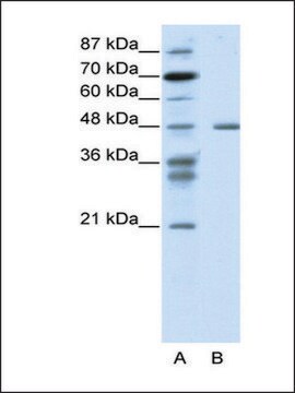 Anti-PSMC2 antibody produced in rabbit IgG fraction of antiserum