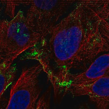 Anti-ADORA1 antibody produced in rabbit Prestige Antibodies&#174; Powered by Atlas Antibodies, affinity isolated antibody