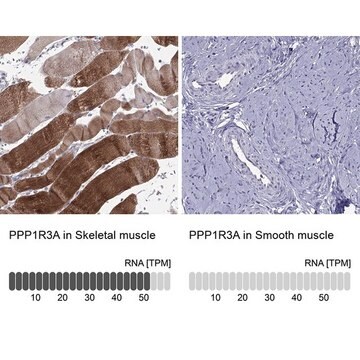 Anti-PPP1R3A antibody produced in rabbit Prestige Antibodies&#174; Powered by Atlas Antibodies, affinity isolated antibody, buffered aqueous glycerol solution