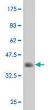 Monoclonal Anti-FOXF2 antibody produced in mouse clone 2C7, purified immunoglobulin, buffered aqueous solution