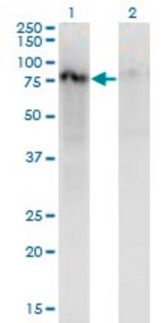 ANTI-ZNF41 antibody produced in mouse clone 2F3, purified immunoglobulin, buffered aqueous solution