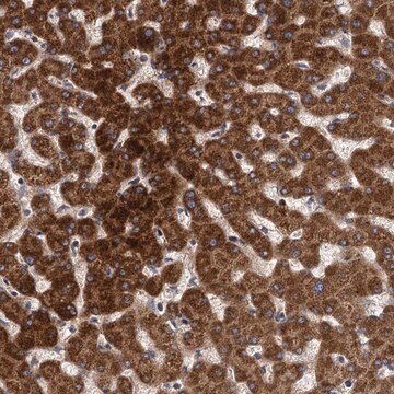 Anti-BCS1L antibody produced in rabbit Prestige Antibodies&#174; Powered by Atlas Antibodies, affinity isolated antibody, buffered aqueous glycerol solution