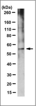 Anti-FBXO15 Antibody, clone 3B11.1 clone 3B11.1, from mouse