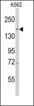 Anti-PHLPP1 (N-term) antibody produced in rabbit saturated ammonium sulfate (SAS) precipitated, buffered aqueous solution