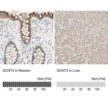 Anti-GCNT3 antibody produced in rabbit Prestige Antibodies&#174; Powered by Atlas Antibodies, affinity isolated antibody, buffered aqueous glycerol solution