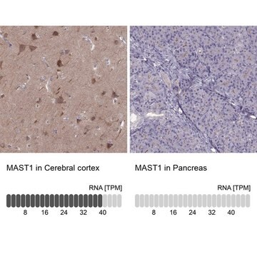 Anti-MAST1 Prestige Antibodies&#174; Powered by Atlas Antibodies, affinity isolated antibody