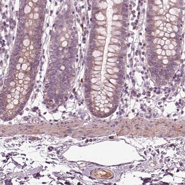 Anti-SPON1 antibody produced in rabbit Prestige Antibodies&#174; Powered by Atlas Antibodies, affinity isolated antibody