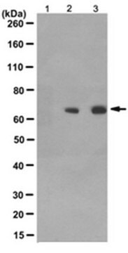 Anti-phospho-GRK2 (Ser670) Antibody, clone 15G11.1 clone 15G11.1, from mouse, unconjugated