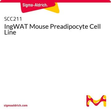 Linia komórkowa preadipocytów myszy IngWAT