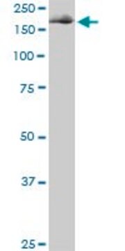 Monoclonal Anti-EIF4G1, (C-terminal) antibody produced in mouse clone 3A10, purified immunoglobulin, buffered aqueous solution