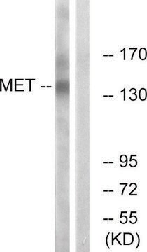 Anti-MET antibody produced in rabbit affinity isolated antibody