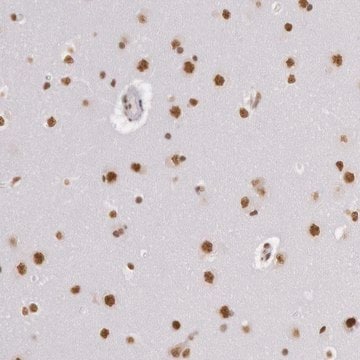 Anti-HNRNPH2 antibody produced in rabbit Ab1, Prestige Antibodies&#174; Powered by Atlas Antibodies, affinity isolated antibody, buffered aqueous glycerol solution