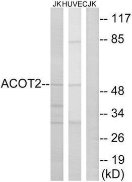 Anti-ACOT2 antibody produced in rabbit affinity isolated antibody