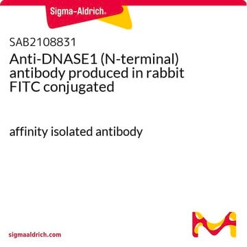 Anti-DNASE1 (N-terminal) antibody produced in rabbit FITC conjugated affinity isolated antibody