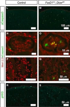 Anti-acetyl- &amp; phospho-Histone H3 (Ac-Lys9, pSer10) antibody produced in rabbit IgG fraction of antiserum, buffered aqueous solution