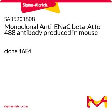 Monoclonal Anti-ENaC beta-Atto 488 antibody produced in mouse clone 16E4