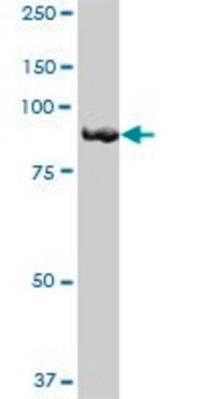 Anti-FGD3 antibody produced in mouse purified immunoglobulin, buffered aqueous solution