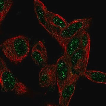 Anti-CTDSP1 antibody produced in rabbit Prestige Antibodies&#174; Powered by Atlas Antibodies, affinity isolated antibody