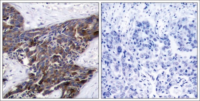 Anti-phospho-GJA1 (pSer368) antibody produced in rabbit affinity isolated antibody