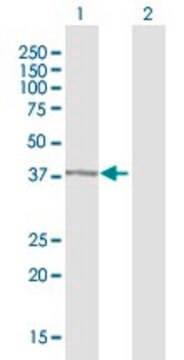 Anti-AMBP antibody produced in rabbit purified immunoglobulin, buffered ...