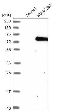 Anti-PUM3 antibody produced in rabbit Prestige Antibodies&#174; Powered by Atlas Antibodies, affinity isolated antibody, buffered aqueous glycerol solution