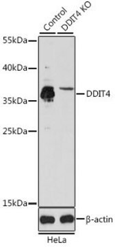 Anti-DDIT4 antibody produced in rabbit