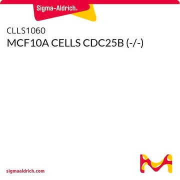 MCF10A CELLS CDC25B (-/-)