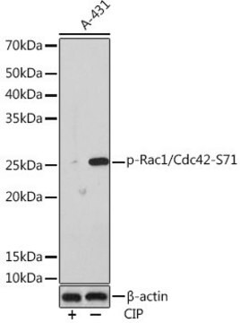 Anti-Phospho-Rac1/Cdc42-S71 antibody produced in rabbit