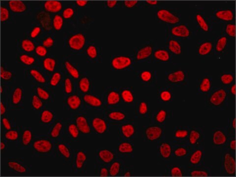 抗-p300/CBP 抗体，小鼠单克隆 clone NM11, purified from hybridoma cell culture