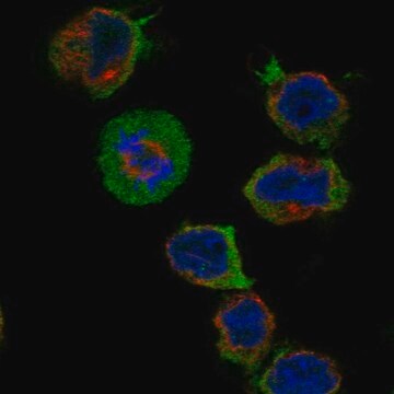 Anti-Cpne9 Antibody Produced In Rabbit Prestige Antibodies&#174; Powered by Atlas Antibodies, affinity isolated antibody, buffered aqueous glycerol solution