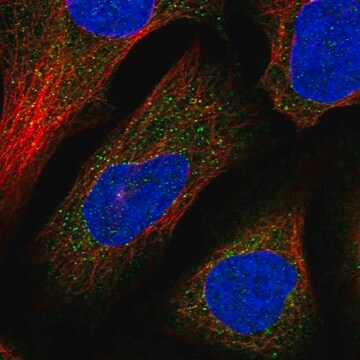 Anti-DNAJC13 antibody produced in rabbit Prestige Antibodies&#174; Powered by Atlas Antibodies, affinity isolated antibody, buffered aqueous glycerol solution