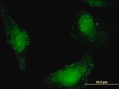 Monoclonal Anti-STCH, (C-terminal) antibody produced in mouse clone 1H8, purified immunoglobulin, buffered aqueous solution