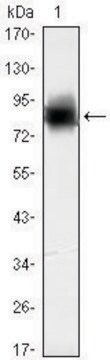 Monoclonal Anti-KLHL21 antibody produced in mouse clone 2H4, ascites fluid